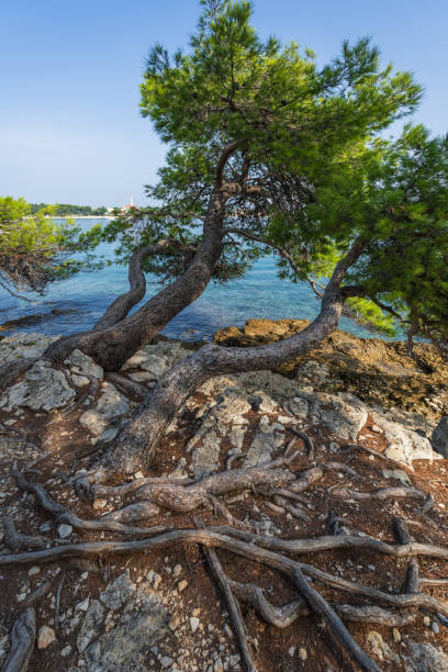 Stone pine trees growing on a scenic viewpoint overlooking the mediterranean sea