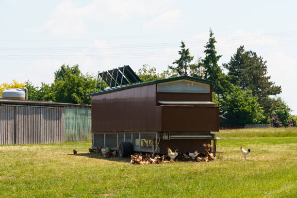 istock Mobile farm for growing laying hens. 1750431554