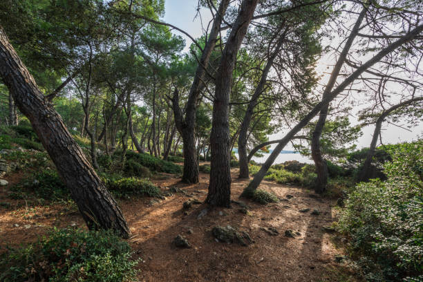 Beautiful beaches of Croatia