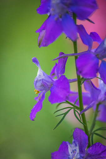 Aquilegia vulgaris (European Columbine, Common Columbine or Granny's Nightcap) is a species of columbine  native to Europe. It is a herbaceous perennial plant growing to 1.2 m tall, with branched, thinly hairy stems. The leaves are pinnate, with the basal leaflets themselves trifoliate.