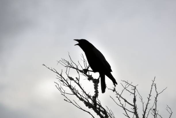 istock American Crow in Silhouette Calling 1750436649