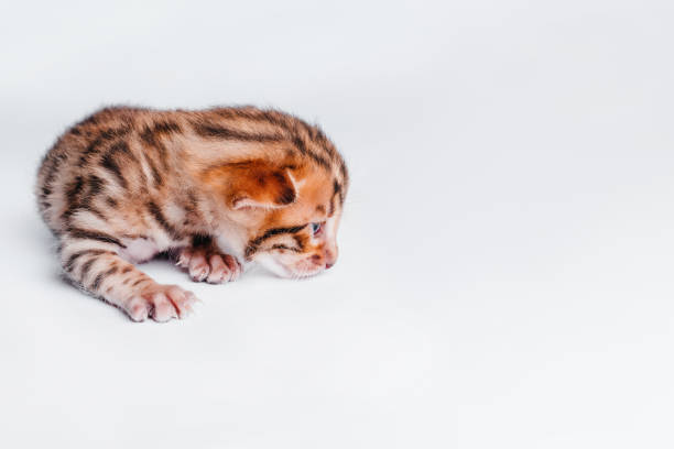 Two week old small newborn bengal kitten on a white background.Copy space.Close-up.