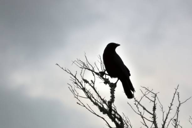 istock American Crow in Silhouette Looking Backwards 1750440639