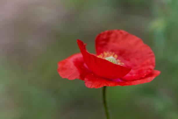 istock Texas Wildflowers in spring time 1750442341