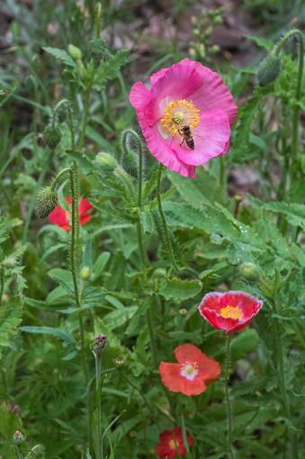 Wildflowers garden in the backyard to conserve water and feed the wildlife, colorful, poppies, larkspur, mallow, wine cup, green foliage