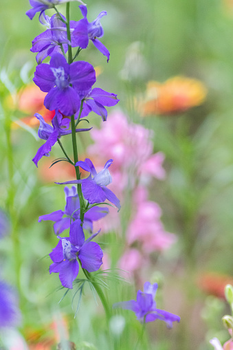 Native wildflowers garden is a good way to conserve water, feed the bees, butterflies, other insects. Spring is a magical time to visit Texas which filled with beautiful colorful blooms and sweet scented.