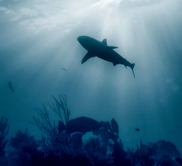 istock Monochrome black and white shark silhouette 1750448440