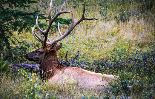 Big Elk laying down in Rocky Mountains
