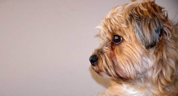 istock Beautiful soft eyes dog portrait 1750448450