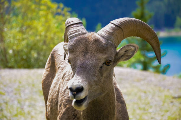 istock Big horn sheep closeup Jasper national park 1750448456