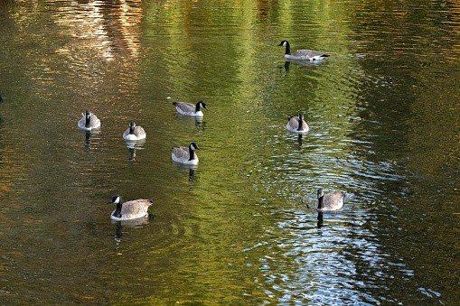 Canada Geese floating in river water reflecting autumn colors