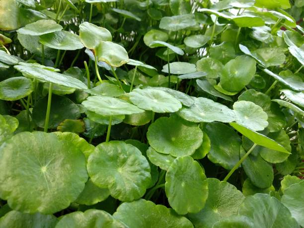 istock Hydrocotyle Vulgaris Plant 1750450632