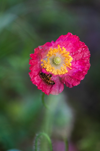 Wildflowers garden in the backyard to conserve water and feed the wildlife, colorful, poppies, larkspur, mallow, wine cup, green foliage