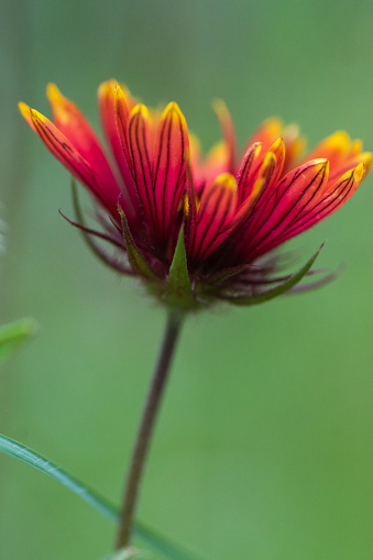 Texas spring wildflowers are colorful, beautiful, sweet scented, poppies, larkspur, pink, purple, white, orange, yellow, wine cup, horsemint, Indian Blanket