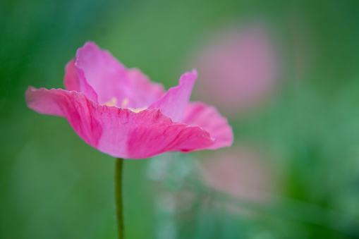 Blossom red poppy flowers