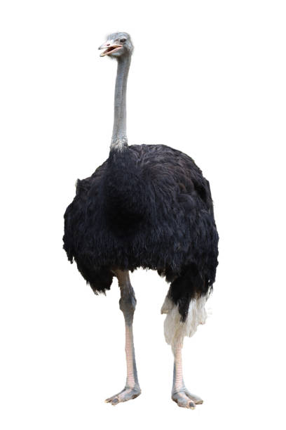 istock The big ostrich bird on white background have path 1750465731