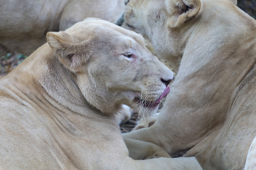 Lion couple with male and female