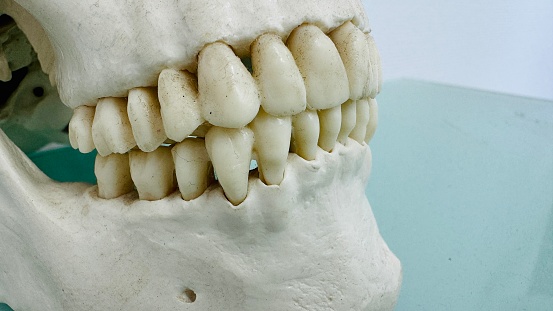 Skull, teeth close up