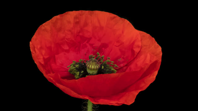 Macro time lapse blooming wild poppy flower, isolated on pure black background