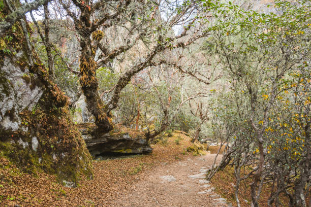 istock Path in the forest. Himalayan mountains of Nepal 1750473659