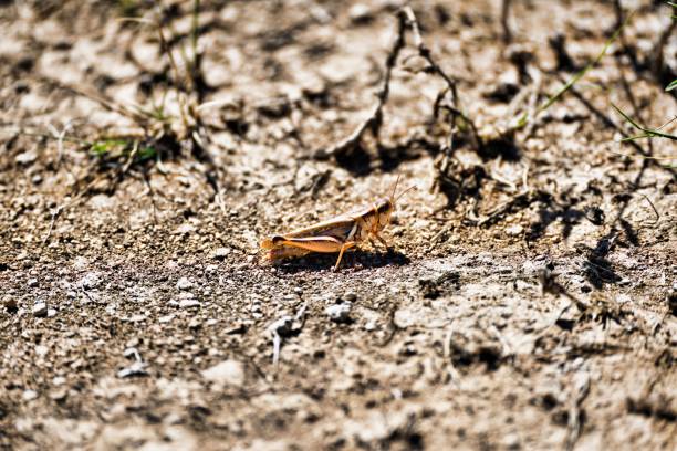 istock a leaf that is laying on the ground in the dirt 1750476911