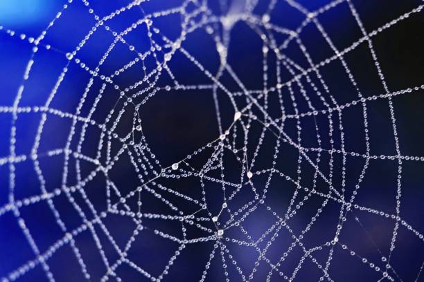 istock Spiders web and morning dew, blue blurred background 1750482453