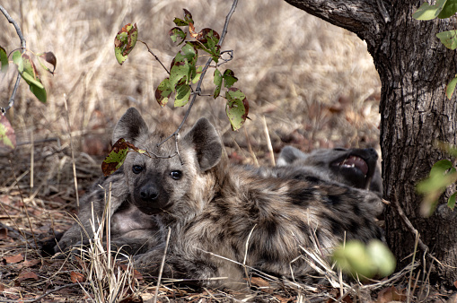 Hyena cub lying next to a tree.