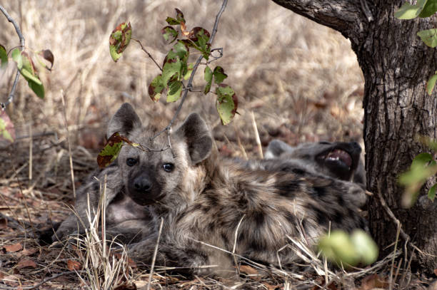 Hyena stock photo