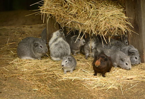 Outdoors: Large group of Guinea pigs(Cavia porcellus foraging together.