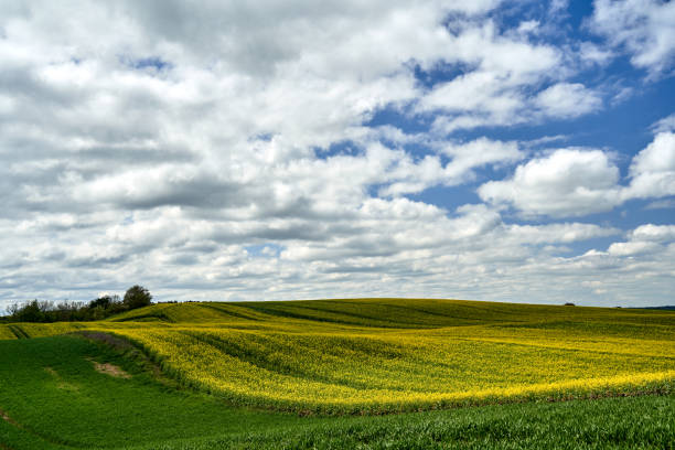 istock Rural landscape with hills covered with rapeseed and cereal crops during summer 1750501514
