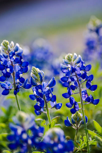 istock Texas Bluebonnets (Lupinus texensis), Texas Lupine, buffalo clover, wolf flower 1750502737