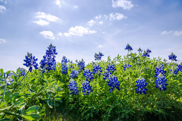 istock Texas Bluebonnets (Lupinus texensis), Texas Lupine, buffalo clover, wolf flower 1750502822