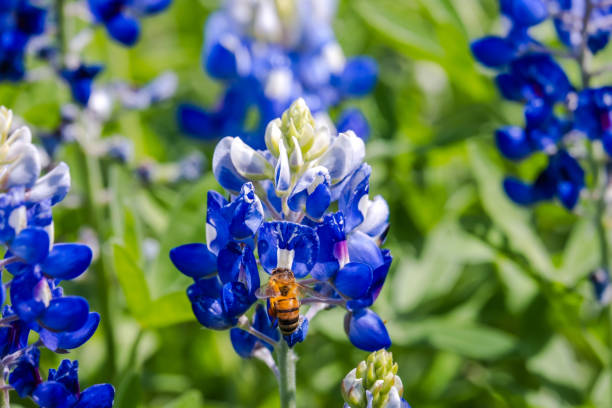 istock Texas Bluebonnets (Lupinus texensis), Texas Lupine, buffalo clover, wolf flower 1750502870