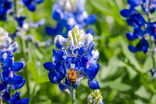 Texas state flower, bluebonnets, covered open fields fill with sweet fragrant during the spring season, normally end of March to early April. It's a travel destination by itself. Muleshoe Bend Lake, Spicewood, Texas