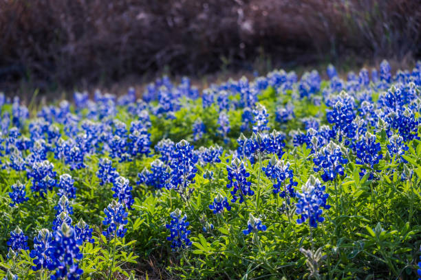 istock Texas Bluebonnets (Lupinus texensis), Texas Lupine, buffalo clover, wolf flower 1750502873