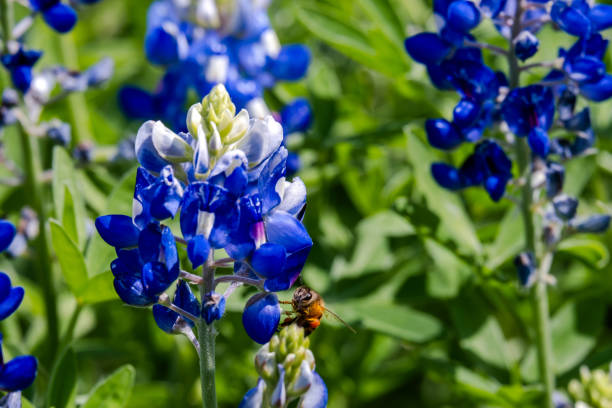 istock Texas Bluebonnets (Lupinus texensis), Texas Lupine, buffalo clover, wolf flower 1750502877