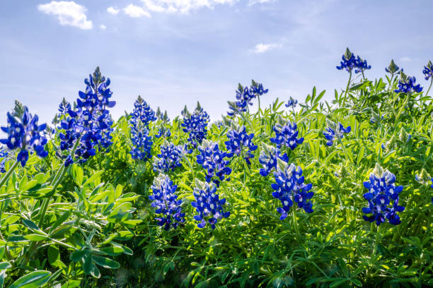 istock Texas Bluebonnets (Lupinus texensis), Texas Lupine, buffalo clover, wolf flower 1750502887