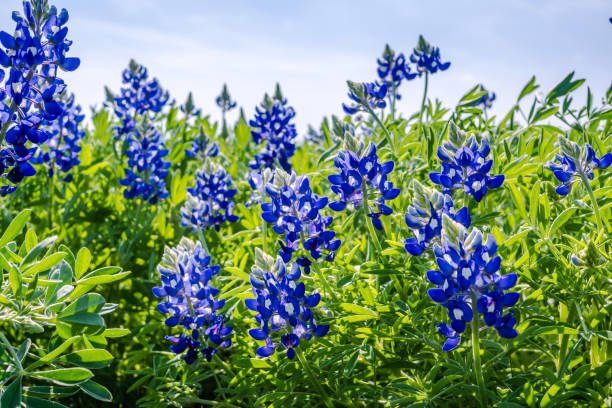 istock Texas Bluebonnets (Lupinus texensis), Texas Lupine, buffalo clover, wolf flower 1750502888