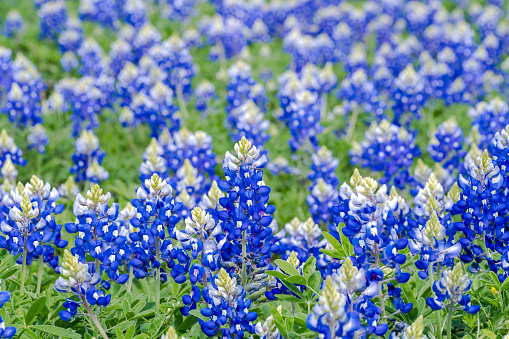 Texas state flower, bluebonnets, covered open fields fill with sweet fragrant during the spring season, normally end of March to early April. It's a travel destination by itself. Muleshoe Bend Lake, Spicewood, Texas