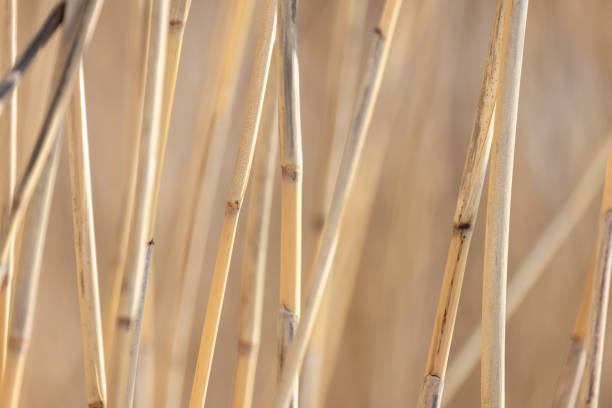 Dry reed stems close-up photo with selective soft focus, natural abstract background photo
