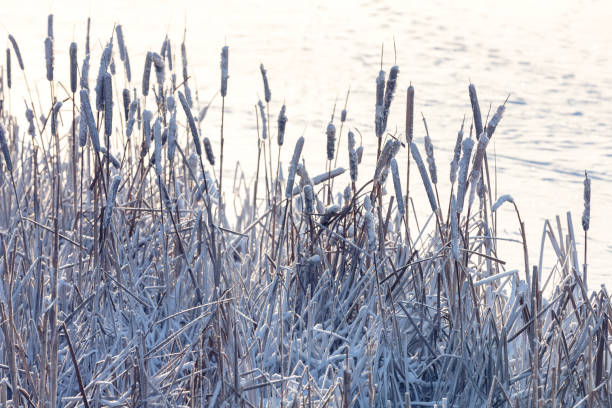 plantas secas de typha cubiertas de escarcha y nieve, fondo natural de invierno - frozen cold lake reed fotografías e imágenes de stock