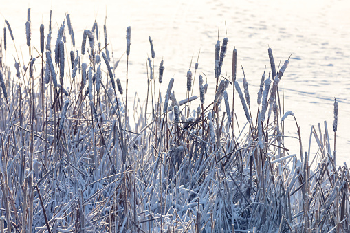 Dry Typha plants covered with frost and snow, natural winter background. Close up photo with soft selective focus