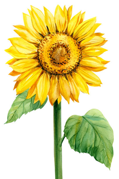 istock Sunflower Isolated on white background. Bright flowers, watercolor botanical illustration. 1750519793