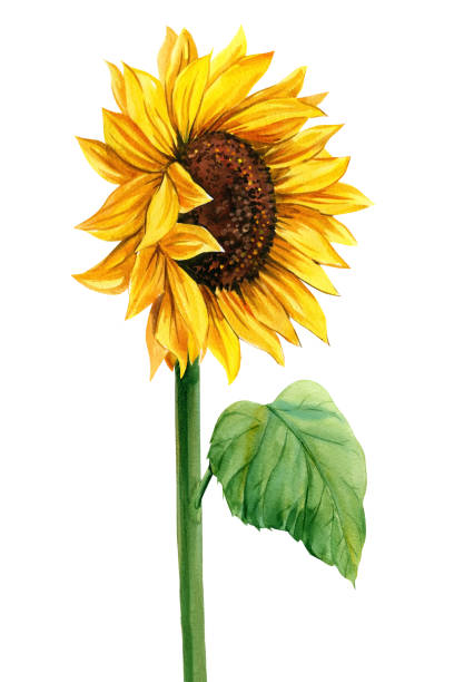 istock Yellow flowers, sunflower Isolated on white background. watercolor botanical illustration. 1750520346
