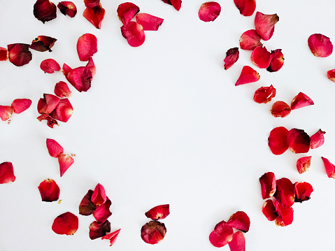 Background of rose petals for lettering. Rose petals on a white background