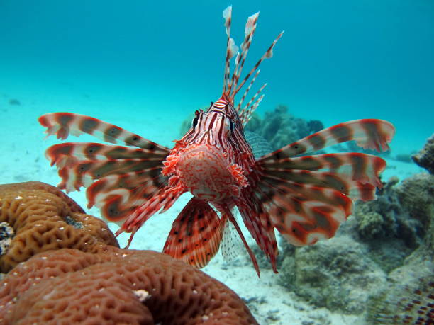 istock Lion Fish in the Red Sea. 1750536057
