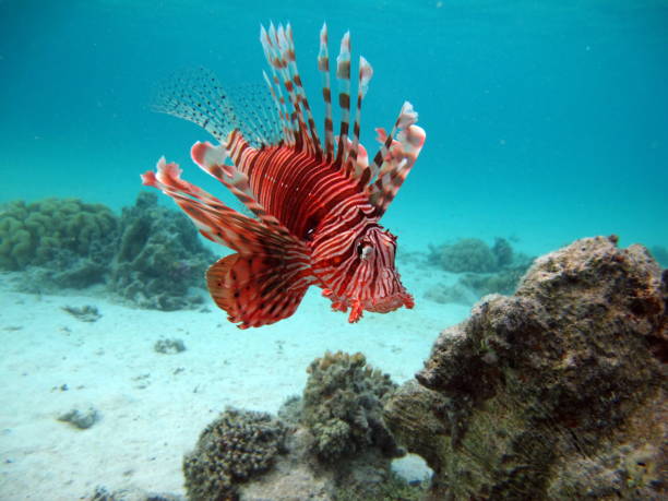 istock Lion Fish in the Red Sea. 1750536570
