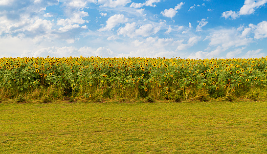 Beautiful bright agricultural landscape. Blooming sunflowers against blue sky