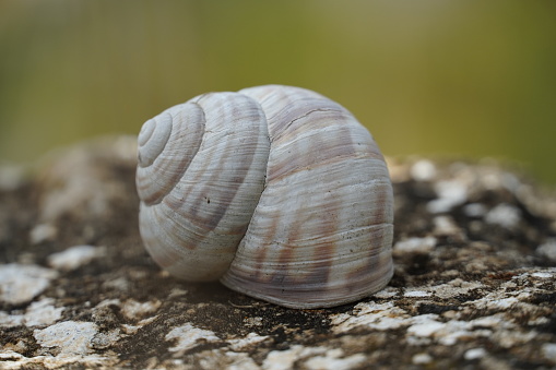 This is an empty snail shell.