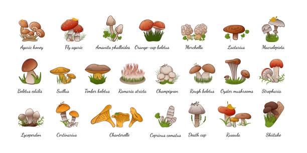 벡터는 이름과 함께 숲 버섯을 설정합니다. 다양한 종류의 버섯을 식용 및 먹을 수 없는 컬렉션. - 알광대버섯 stock illustrations